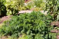 Pflanzen für Dich Konifere Taxus baccata Repandens, 1 St., Eibe, Gemeine Eibe, niedrigwachsend, immergrün