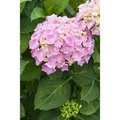 Hydrangea Mac. Bauernhortensie 30-40 cm