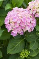 Pflanzen für Dich Gehölze Hydrangea mac. Bela rosa, 1 St., Bauernhortensie, Hortensie