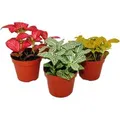 Exotenherz Set mit 3 Verschiedenfarbige Fittonia Pflanze Silbernetzblatt Mosaikpflanze 9cm Topf