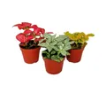 Exotenherz Zimmerpflanze Set mit 3 verschiedenfarbige Fittonia -Pflanze 9cm Topf