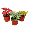 Set mit 3 verschiedenfarbige Fittonia -Pflanze, Silbernetzblatt, Mosaikpflanze