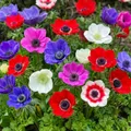 Anemonen Zwiebeln Winterhart De Caen - 50 Anemone Mix - Mehrjährig Blumenzwiebeln - Echte Pflanzen aus Holland - für Töpfe, Balkone und Garten (starke pflanze, kein Samen en nicht künstlich)