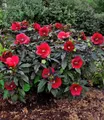 BALDUR Garten Zierstrauch Winterharter Hibiskus 'Summerific®' 'Midnight Marvel', 1 St., Riesenhibiskus, großblütig, winterhart, mehrjährig