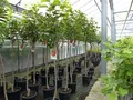 gruenwaren jakubik Kaki Baum 160-180 cm Sorte 'Rojo Brilliante' Kakipflaume