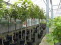 Kaki Baum 160 - 180 cm Premiumsorten Rojo Brilliante Kakipflaume