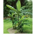 BALDUR Garten 1x Winterharte Banane 'grün', Pflanze im 12 cm-Topf, Faserbanane Bananenbaum Musa basjoo Bananenpflanze, mehrjährige winterharte St...