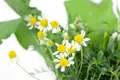 Matricaria recutita 9x9 cm Topf – Pflegeleicht – Echte Kamille – Kräuterpflanze für Kräuterbeet & Balkon