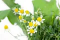 Pflanzen für Dich Staude Matricaria recutita, 1 St., Echte Kamille, Kamille