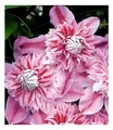 BALDUR Garten 1x Waldrebe Clematis 'Josephine TM Evijohill N' Waldrebe, Pflanze im 10,5 cm-Topf, Klematis, mehrjährige blühende Kletterpflanzen, winterhart, bienenfreundlich, schmetterlingsfreundlich