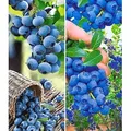 BALDUR Garten 2er Heidelbeer-Sortiment, Pflanzen im 2 Liter-Topf, Trauben-Heidelbeere Reka und Heidelbeere Hortblue, Blaubeeren, Heidelbeeren Pflan...