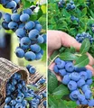 BALDUR Garten Obstpflanze Heidelbeer-Sortiment zum Vorteilspreis, 2 St., Trauben-heidelbeere, winterhart, mehrjährig
