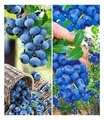 Heidelbeer-Sortiment, 2 Pflanzen, Trauben-Heidelbeere Reka/Heidelbeere Hortblue