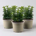 Immergrüner japanischer Spindelstrauch 'Green Spire', im Topf 13cm Ø, 3er Set