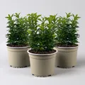 Immergrüner japanischer Spindelstrauch 'Green Spire', im Topf 13cm Ø, 3er Set