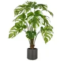 Split Philodendron x15, 100cm, grün-weiß, im grauen Kunststofftopf 17,5x18cm mit