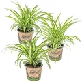 Bloomique - 3er-Set - Chlorophytum Variegatum - Grünlilie - Zimmerpflanzen - Luftreinigend - Tierfreundlich - Höhe 20-30 cm - Topf 12 cm