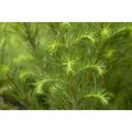 Larix Decidua Europäische Lärche 125–150 cm