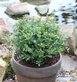 Löffel Ilex Dark Green 30-40cm - Ilex crenata - lebende Gartenpflanze aus den Baumschulen