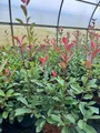 Pflanzen für Dich Gehölze Photinia fraseri Red Robin, 1 St., Glanzmispel, Rote Glanzmispel