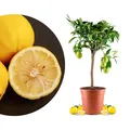 Meine Orangerie Bergamotte Mezzo - Citrus bergamia - Bergamotto - echter Citrusbaum im 6,5-Liter Topf - fruchtreifer Zitrusbaum in Gärtnerqualität