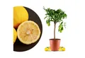Meine Orangerie Obstpflanze Bergamotte - Citrus bergamia - Bergamotto, echte Bergamotte, professionell veredelter und fruchtreifer Zitrusbaum
