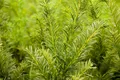 Taxus media 'Tymon', Eibe, 50–60 cm, immergrün