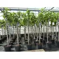 Feigenbaum 160-180 cm Obstbaum winterhart kräftiger Stamm, Ficus Carica, Feige, Obst