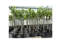 Feigenbaum 160-180 cm Obstbaum winterhart kräftiger Stamm, Ficus Carica, Feige, Obst