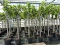 gruenwaren jakubik Feigenbaum 160-180 cm Obstbaum winterhart kräftiger Stamm, Ficus Carica, Feige, Obst