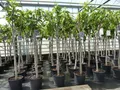 Feigenbaum 160-180 cm Obstbaum winterhart kräftiger Stamm, Ficus Carica, Feige