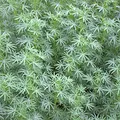 Lupinen 25 kg blau bitterstoffarm Eiweißfutter Bodenverbesserer Gründünger