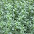 Lupinen 25 kg blau bitterstoffarm Eiweißfutter Bodenverbesserer Gründünger
