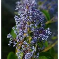 Säckelblume Henry Desfosse 60-80cm - Ceanothus delilianus