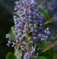 Säckelblume Henry Desfosse 60-80cm - Ceanothus delilianus