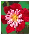 BALDUR Garten 1x Waldrebe Clematis 'Avant Garde TM' winterhart, Pflanze im 1,5 Liter-Topf, Klematis, mehrjährige blühende Kletterpflanze, bienen- und schmetterlingsfreundlich, Clematis Hybride