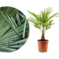 Meine Orangerie Hanfpalme Trachycarpus - Frosthart bis -19 Grad - im Ø 22cm Topf - Chinesische Hanfpalme - Winterharte Palme (Ø 22cm)