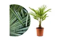 Meine Orangerie Baum Trachycarpus - Chinesische Hanfpalme - Trachycarpus Fortunei, Palme frosthart bis -15°C, pflegeleichte und winterharte Gartenpalme