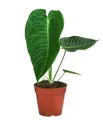 Dehner Herzblattblume, Anthurium veitchii, King-Anthurium, Rarität, ca. 25 cm, Ø Topf 12 cm, Zimmerpflanze