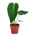 Dehner Zimmerpflanze Herzblattblume, Anthurium veitchii, ca. 25 cm, Ø Topf 12 cm, Imposante King-Anthurium