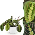 Zimmerpflanze - Maranta Fascinator Tricolour - 1x potter Weiß - ⌀12cm - ↕25cm