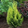Scheinzypresse Gelbe Ivonne 15-20cm - Chamaecyparis lawsoniana