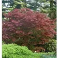 Japanischer Fächer Ahorn Rhode Island Red 30-40cm - Acer palmatum