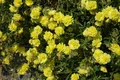 Pflanzen für Dich Staude Helianthemum cult. Gelbe Perle, 1 St., Sonnenröschen, Gelbes Sonnenröschen