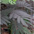 Seidenakazie Summer Chocolate - Schlafbaum 80-100cm - Albizia julibrissin