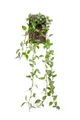 artplants Kunsthänger Peperomie SAELFES auf Steckstab, grün-weiß, 85cm