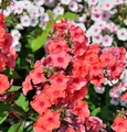 Große Garten-Flammenblume Orange - Phlox Paniculata