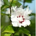 Rosen Eibisch Speciosus 40-60cm - Hibiscus