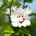 Rosen Eibisch Speciosus 40-60cm - Hibiscus