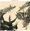 Feathered Arms - Feathered Arms ZUSTAND SEHR GUT